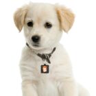 DAVID BOWIE custom DOG/ PET TAG . original illustration - Image 2