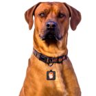 DAVID BOWIE custom DOG/ PET TAG . original illustration - Image 3